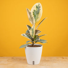 Ficus Tineke | medium 6in