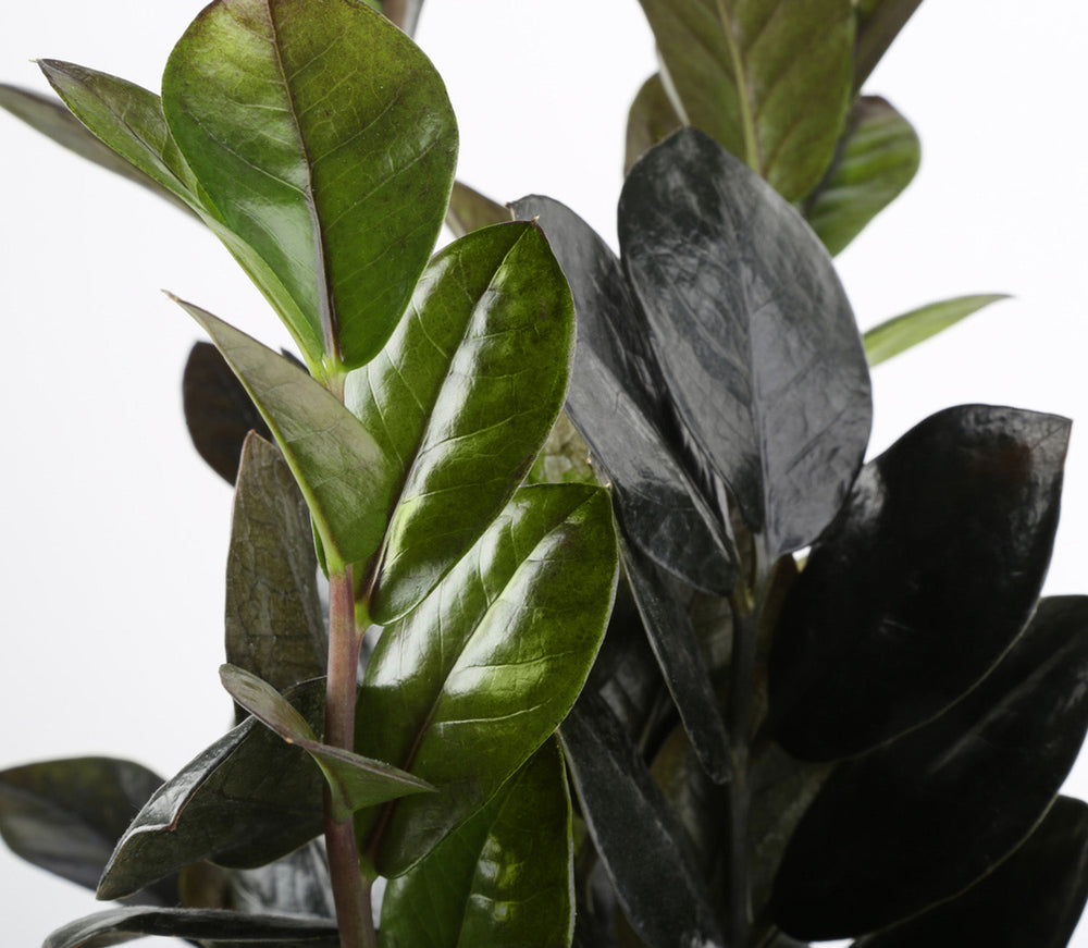 Raven ZZ Zamioculcas ‘Dowon’  | medium 6in