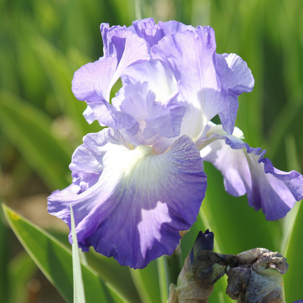 Bearded Iris - Califlora City Lights (Reblooming)