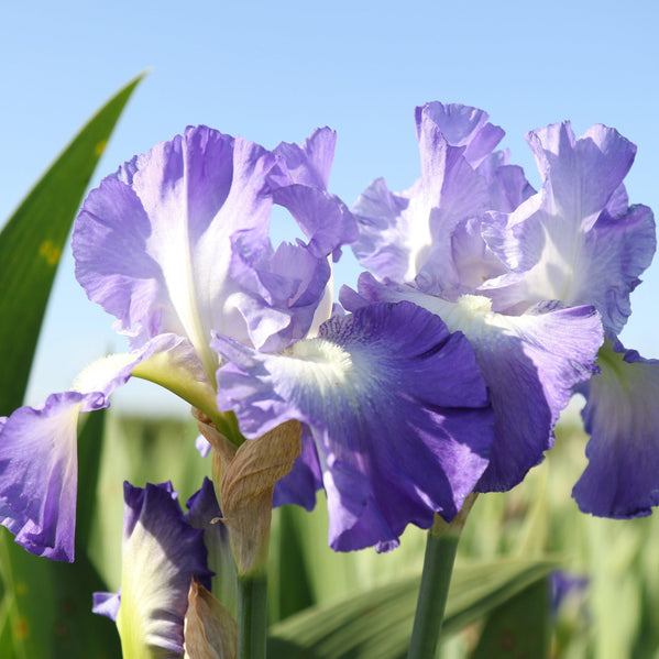 Bearded Iris - Califlora City Lights (Reblooming)