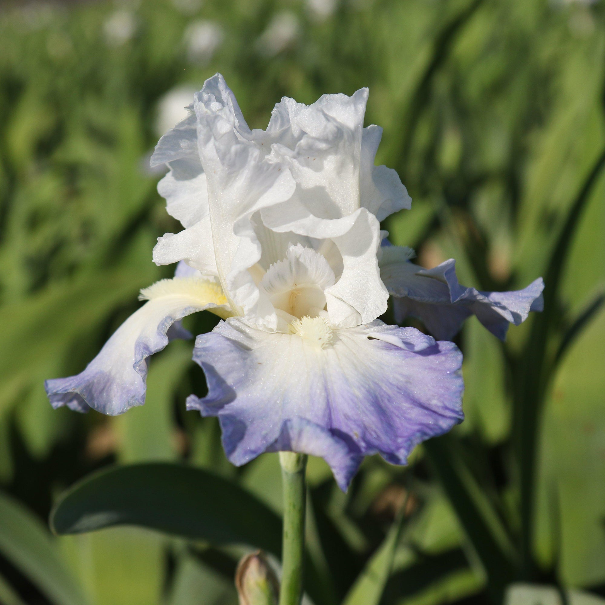 Bearded Iris - Califlora Clarence (Reblooming)