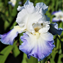 Bearded Iris - Califlora Clarence (Reblooming)