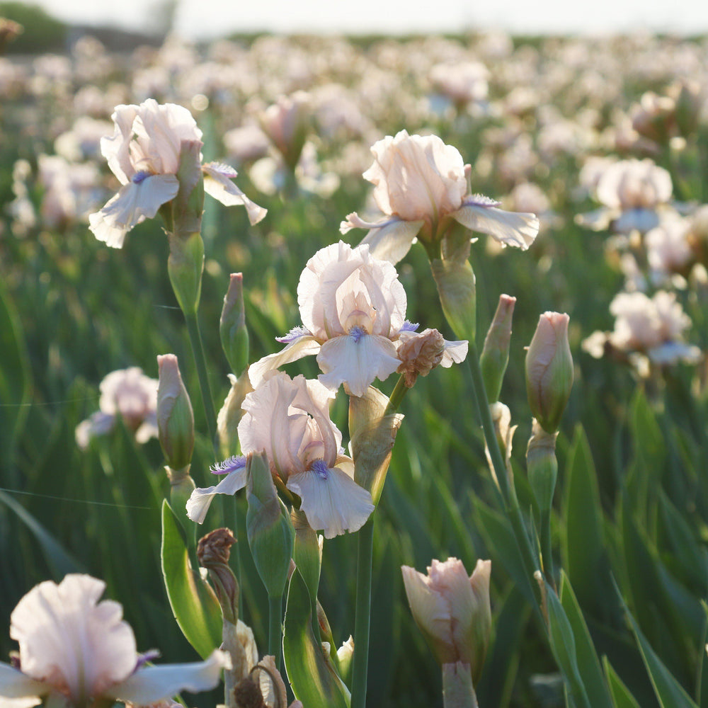 Bearded Iris - Califlora Concertina (Reblooming)