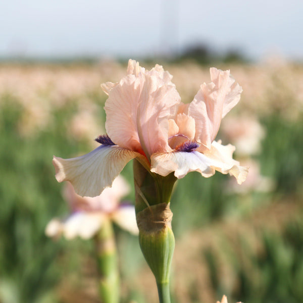 Bearded Iris - Califlora Concertina (Reblooming)