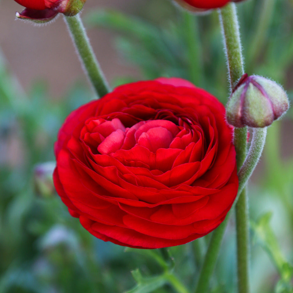 Ranunculus - Tecolote Red: 10 Corms