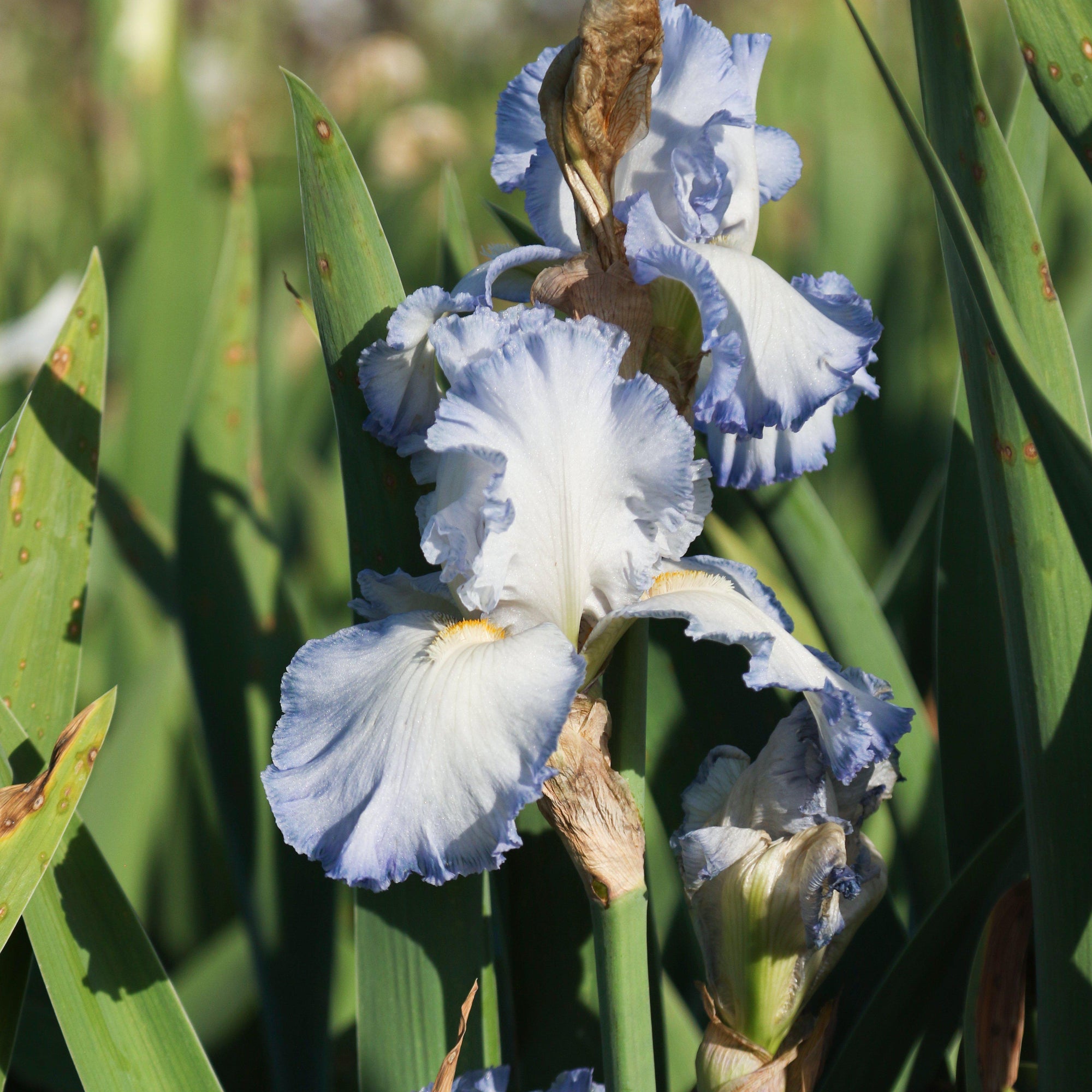 Bearded Iris - Califlora Cloud Ballet (Reblooming)