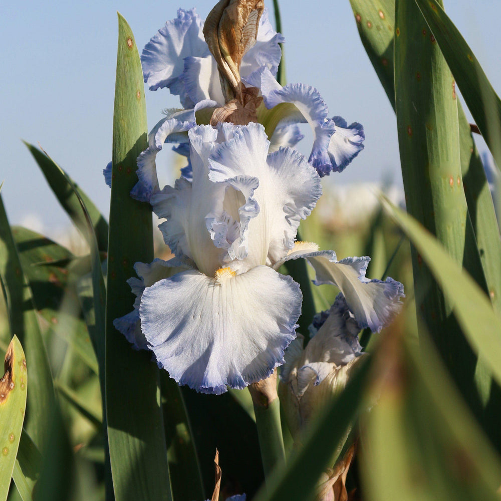 Bearded Iris - Califlora Cloud Ballet (Reblooming)