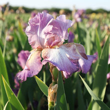 Bearded Iris - Califlora Wine Festival (Reblooming)