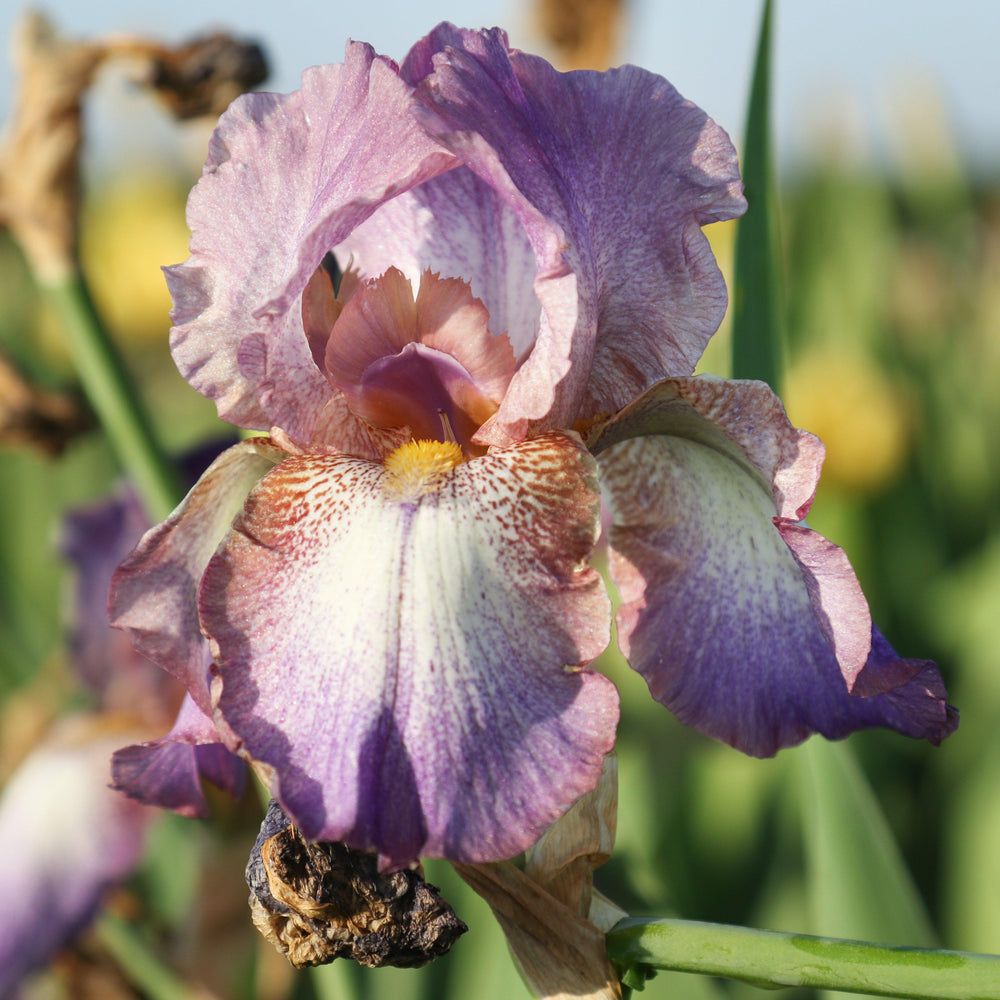 Bearded Iris - Califlora Wine Festival (Reblooming)