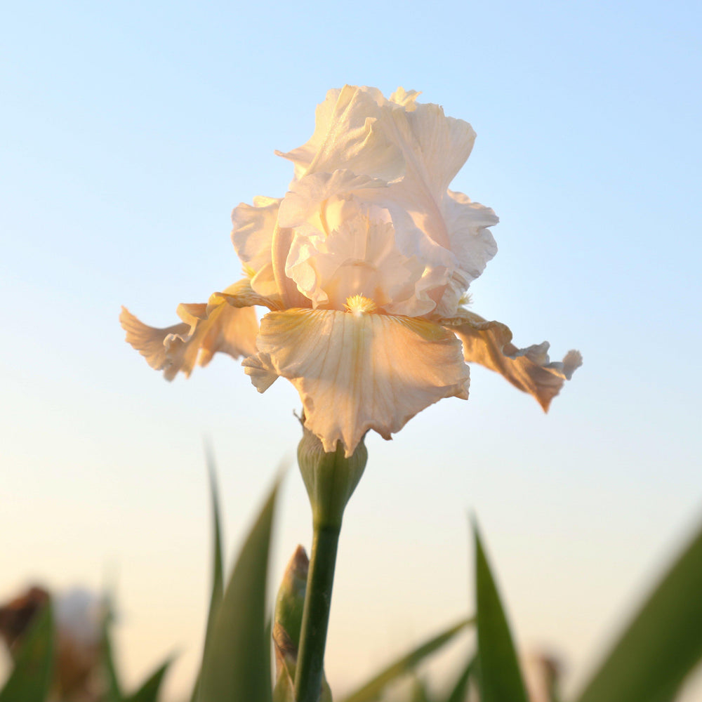 Bearded Iris - Califlora Champagne Elegance (Reblooming)