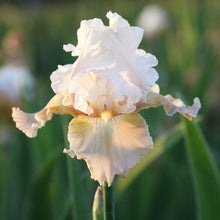 Bearded Iris - Califlora Champagne Elegance (Reblooming)