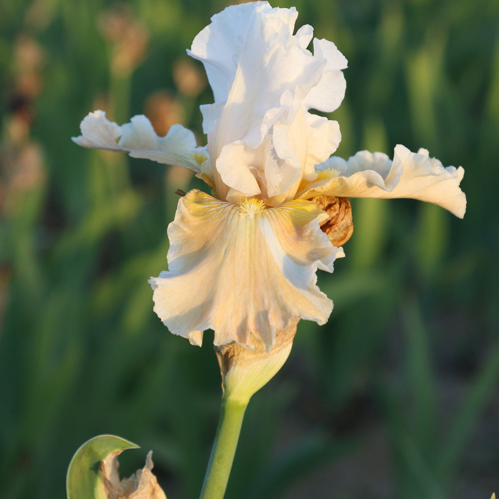 Bearded Iris - Califlora Champagne Elegance (Reblooming)