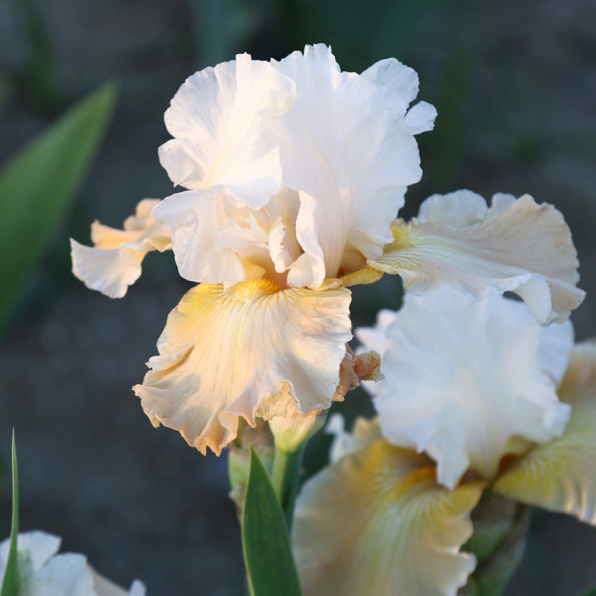 Bearded Iris - Califlora Champagne Elegance (Reblooming)