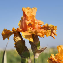 Bearded Iris - Califlora Cordoba (Reblooming)