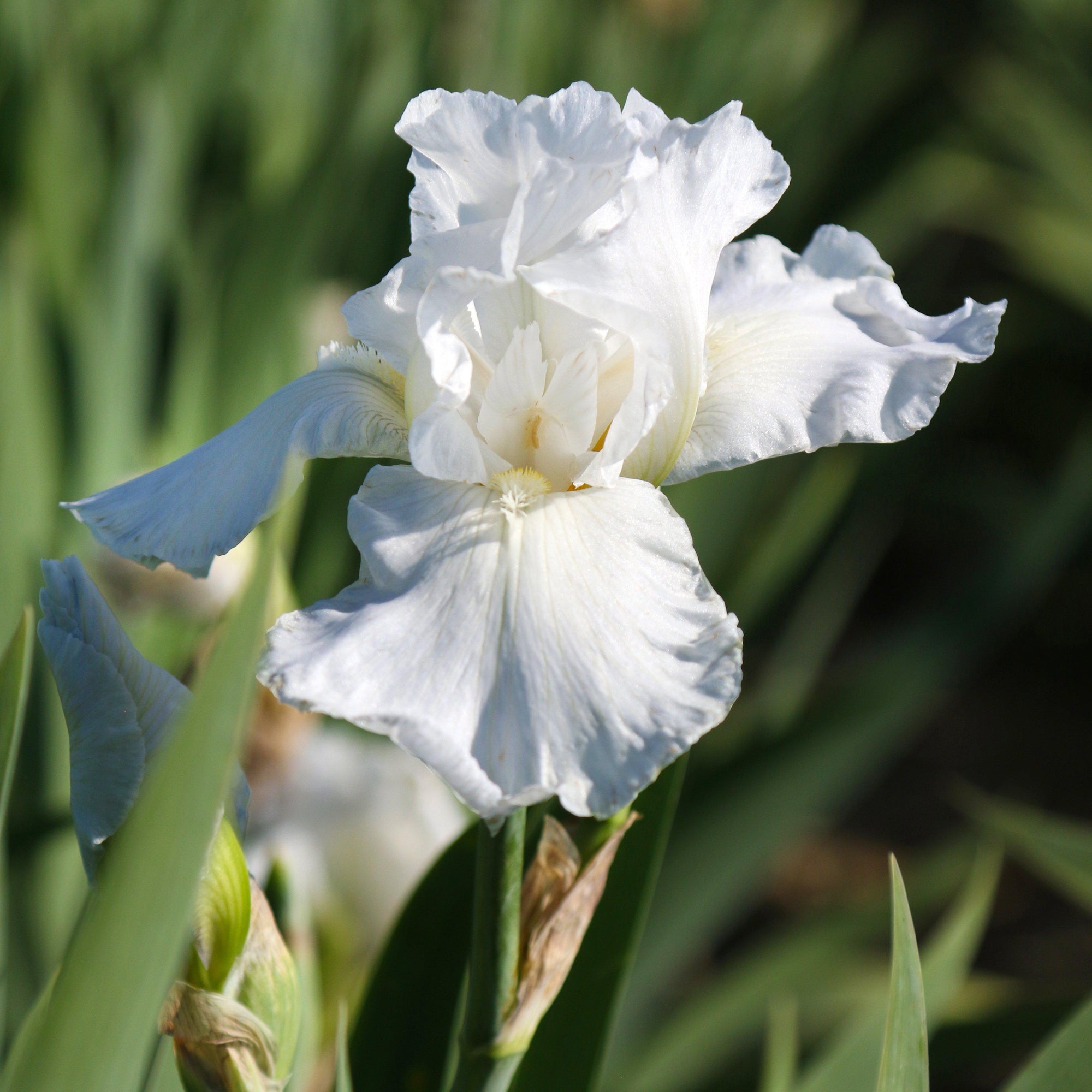 Bearded Iris - Califlora Immortality (Reblooming)