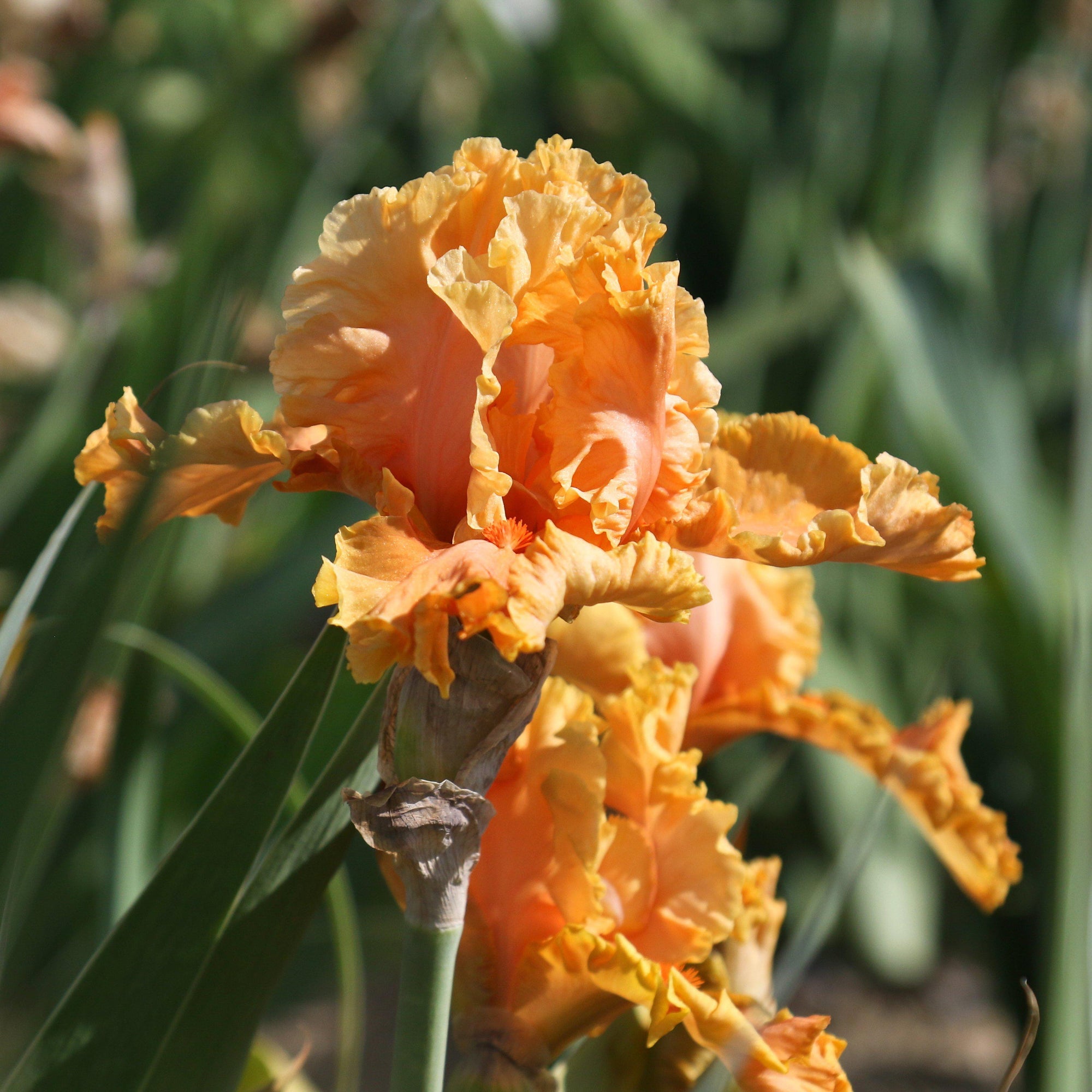 Bearded Iris - Califlora Cordoba (Reblooming)