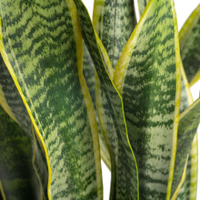 Snake Plant | medium 6in