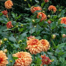 Dahlia - Great Hercules: 3 divisions (multiple tubers per division)