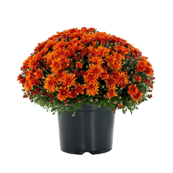 Garden Mums