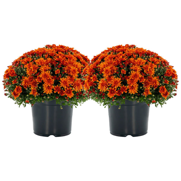 Garden Mums