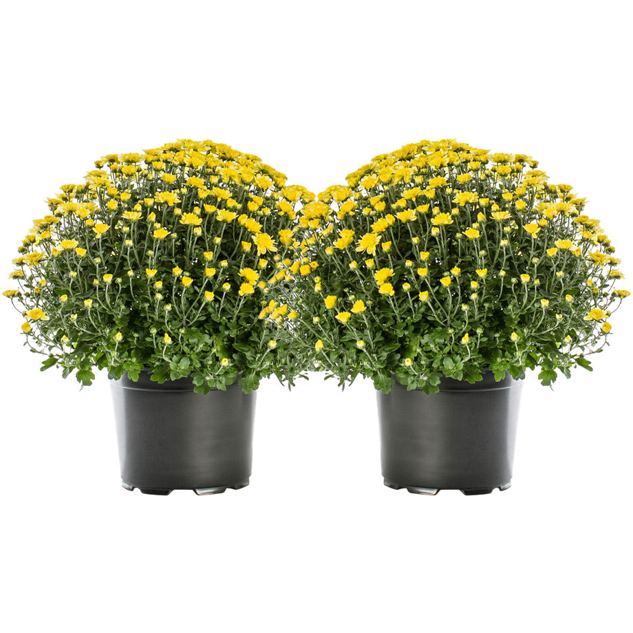 Garden Mums