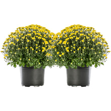 Garden Mums