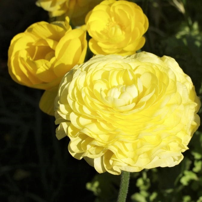 Ranunculus - Tecolote Yellow: 10 Corms