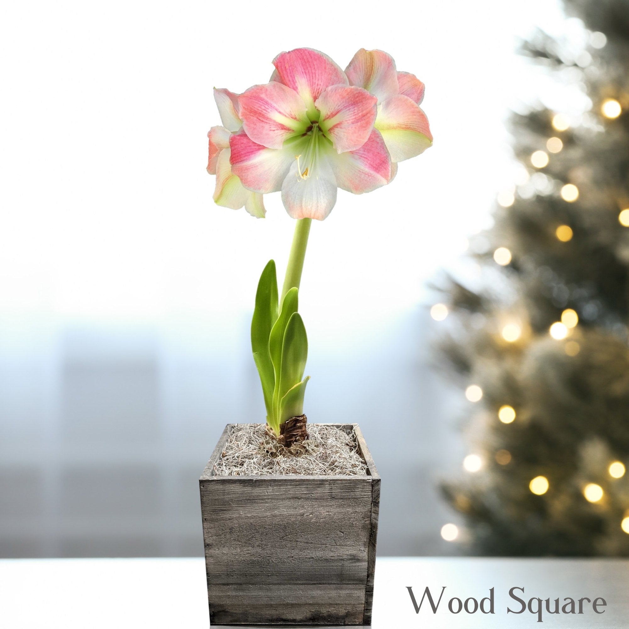 Amaryllis - Apple Blossom in a Square Planter