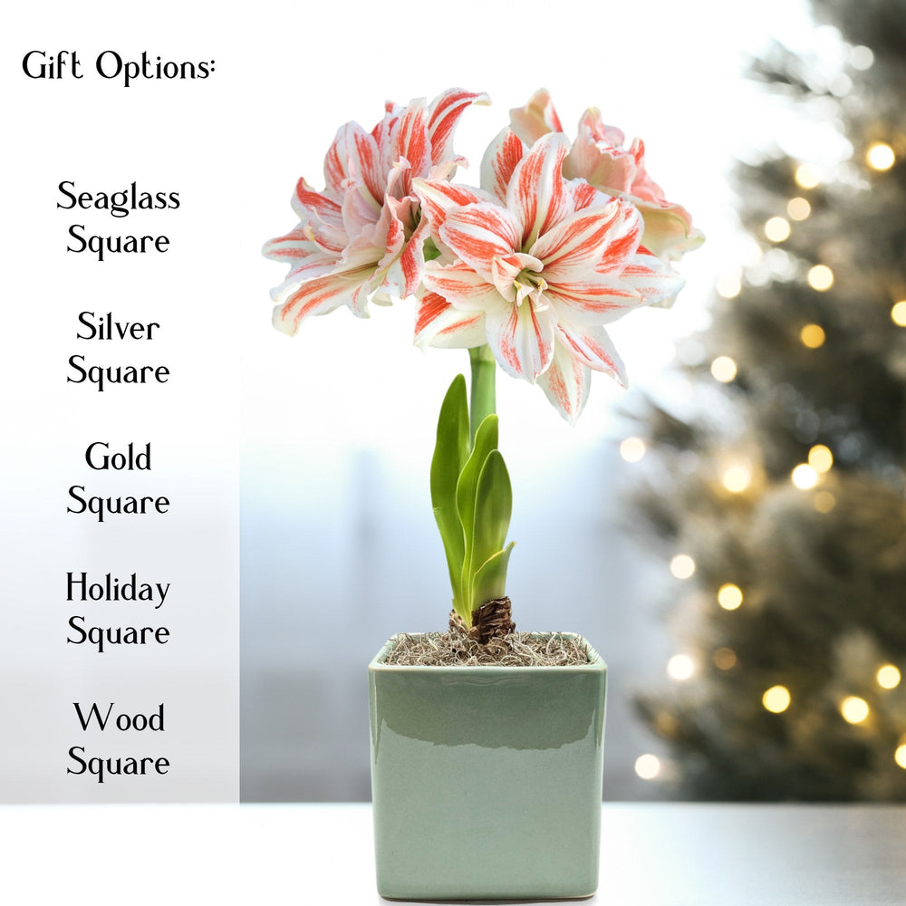 Amaryllis - Dancing Queen in a Square Planter