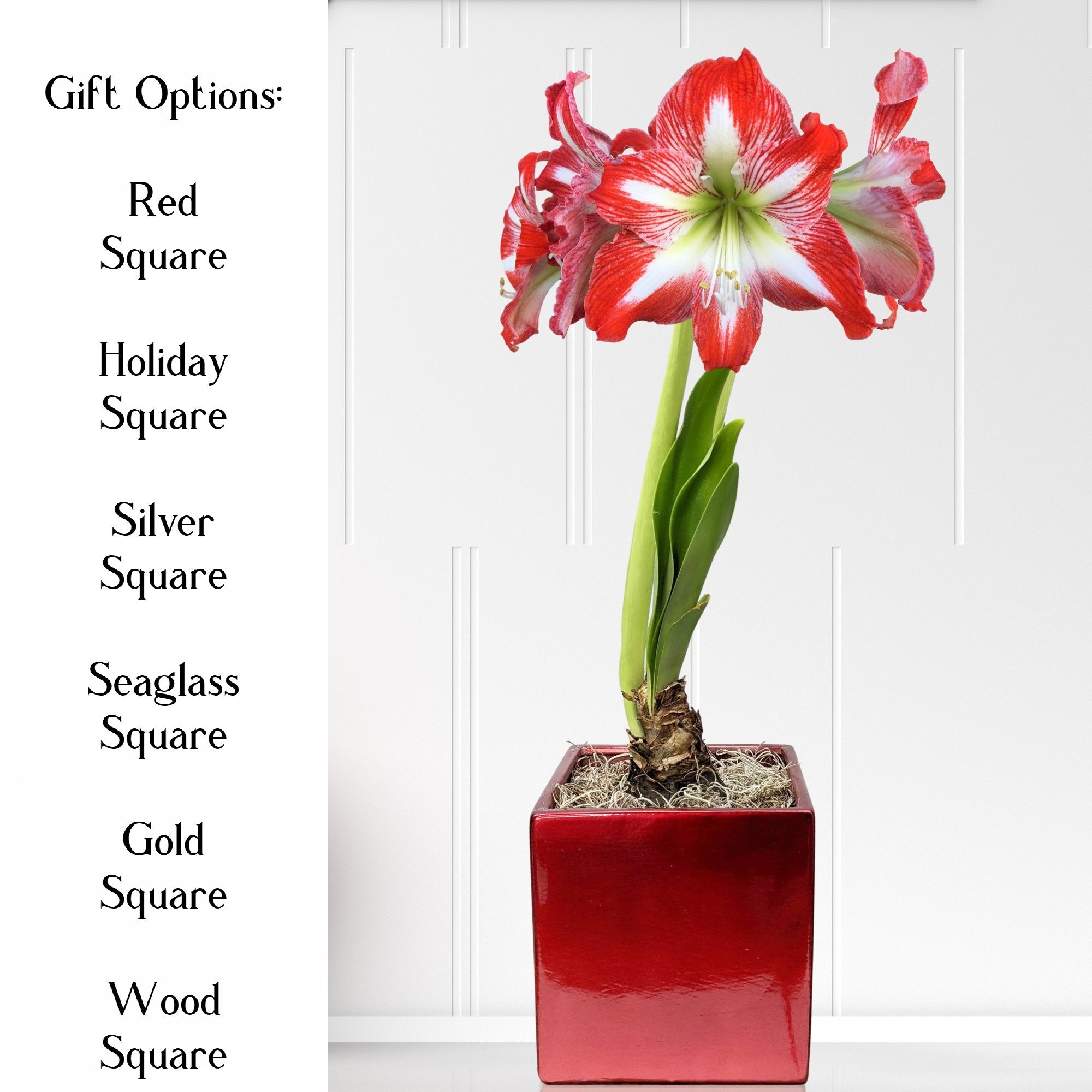 Amaryllis - Minerva in a Square Planter