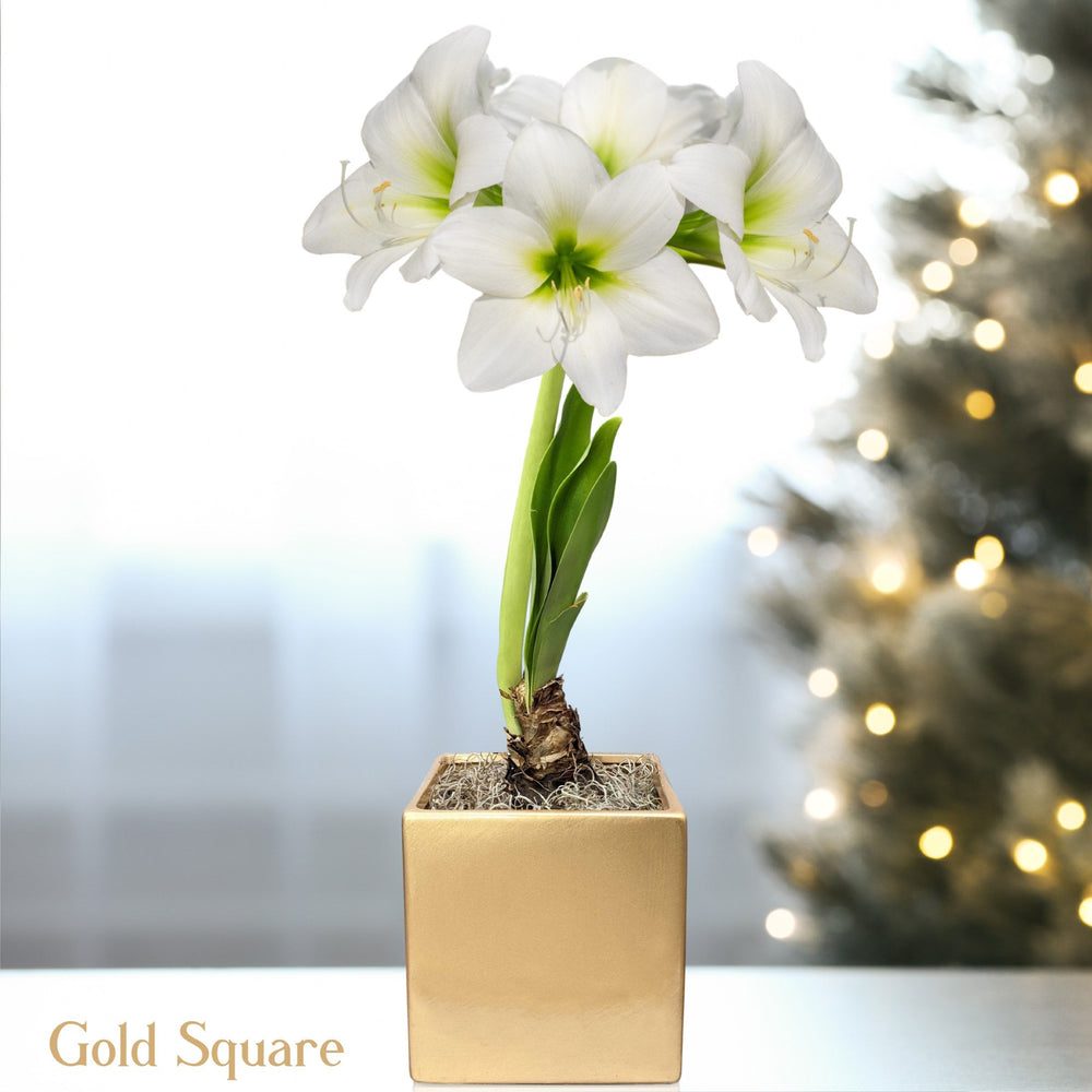 Amaryllis - White Christmas in a Square Planter