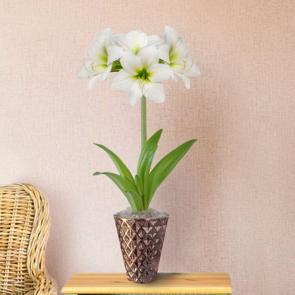 Amaryllis - White Christmas in a Rose Gold Vase