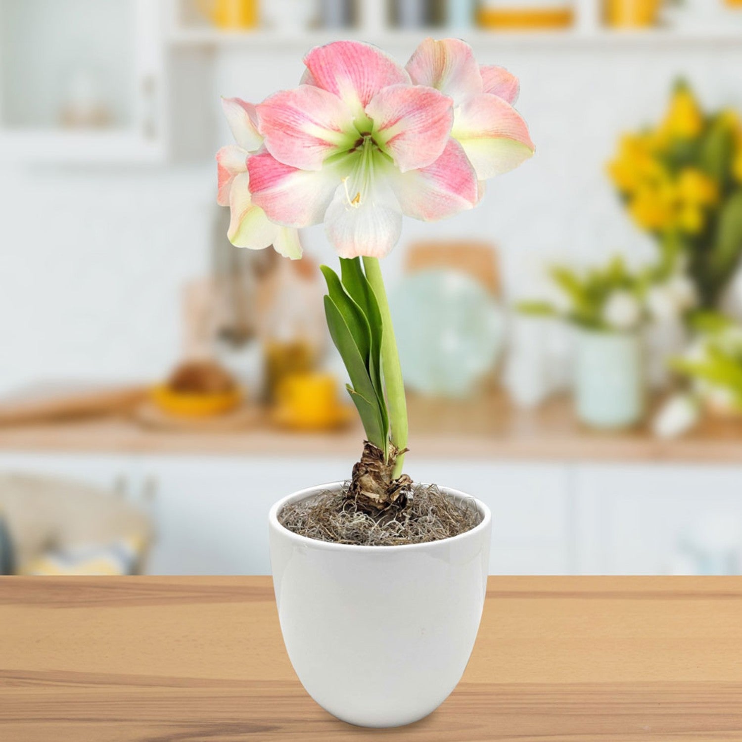 Amaryllis - Apple Blossom in a Round Planter