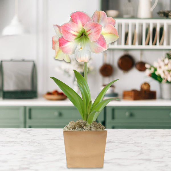 Amaryllis - Apple Blossom in a Square Planter