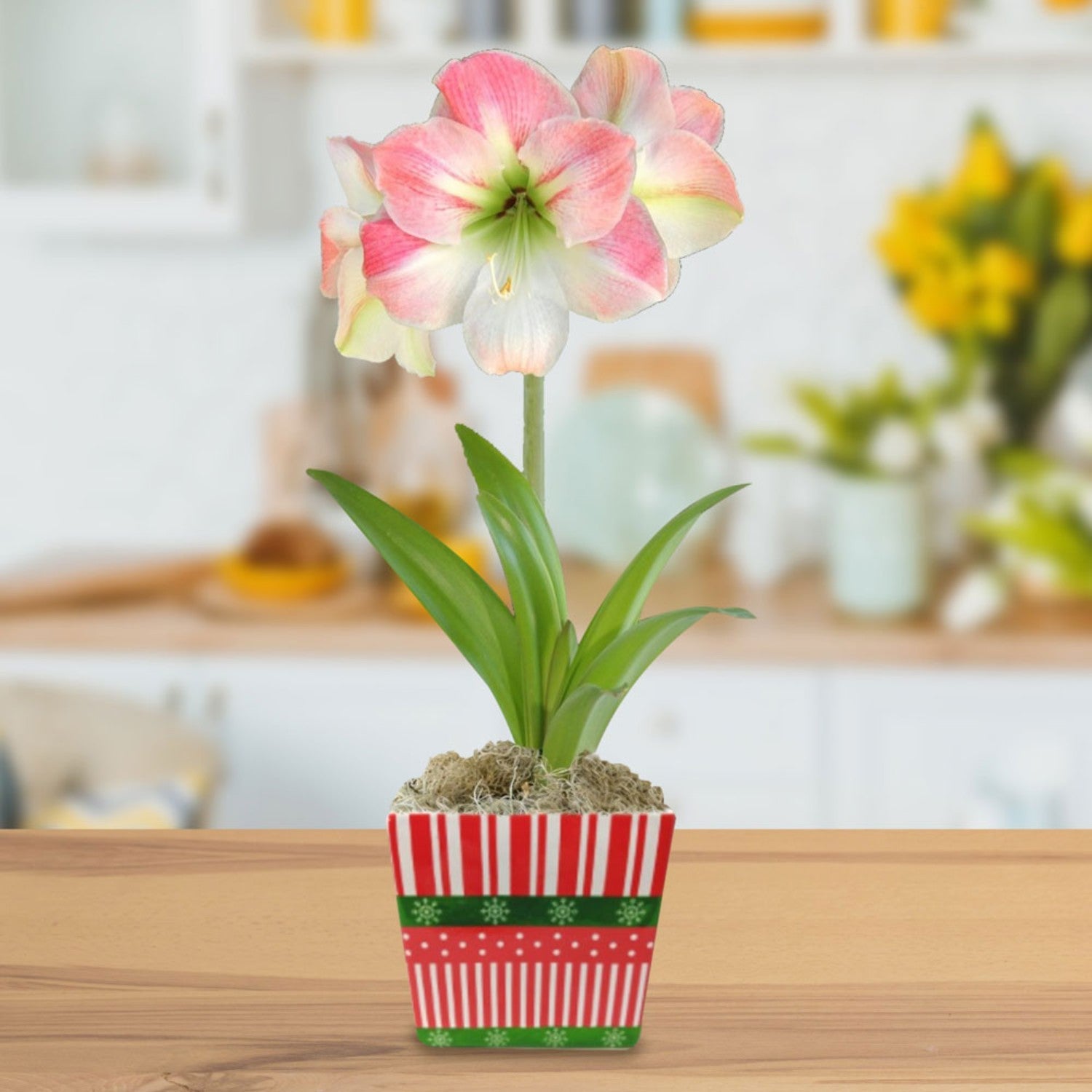 Amaryllis - Apple Blossom in a Square Planter