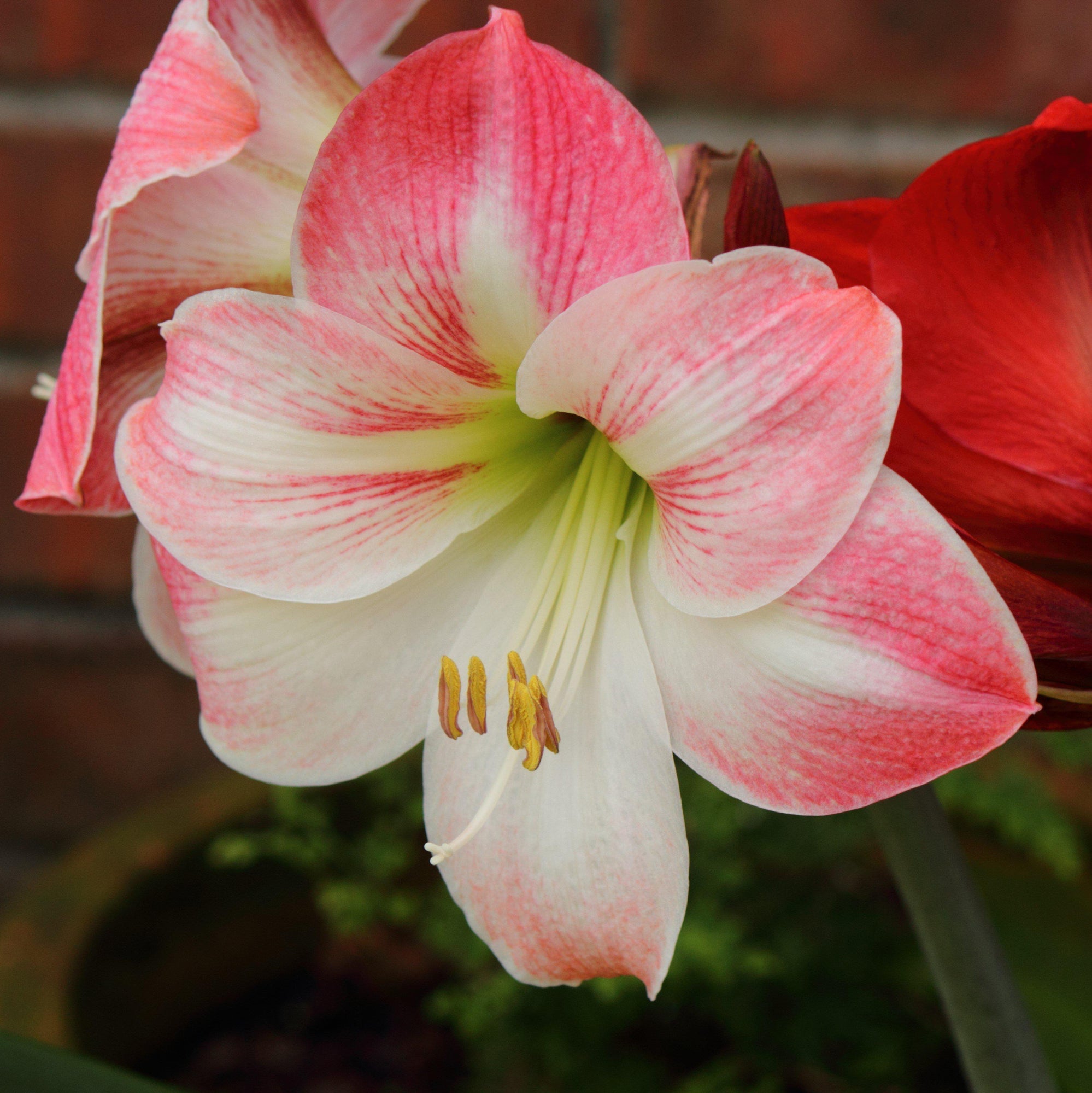 Amaryllis - Holiday Cheer Collection: 3 Bulbs