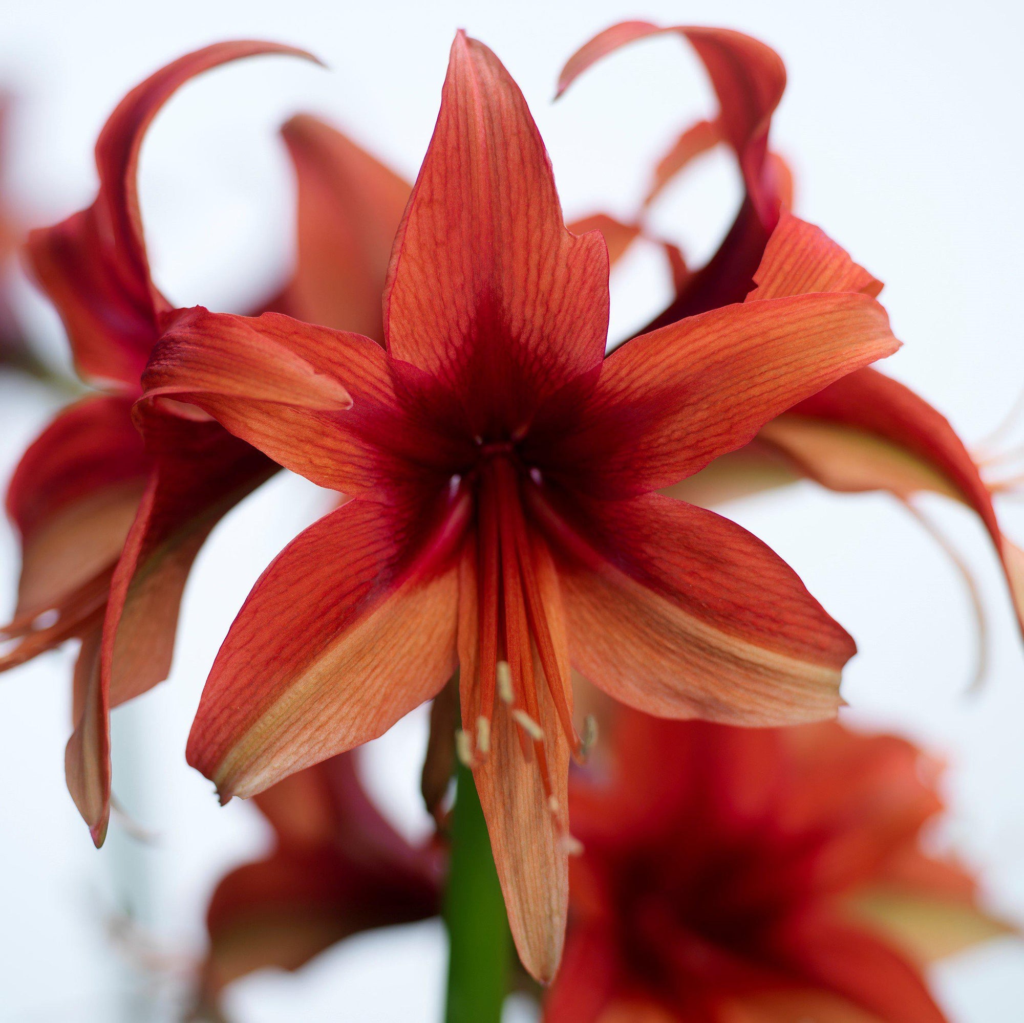 Amaryllis - Bogota: 1 Bulb