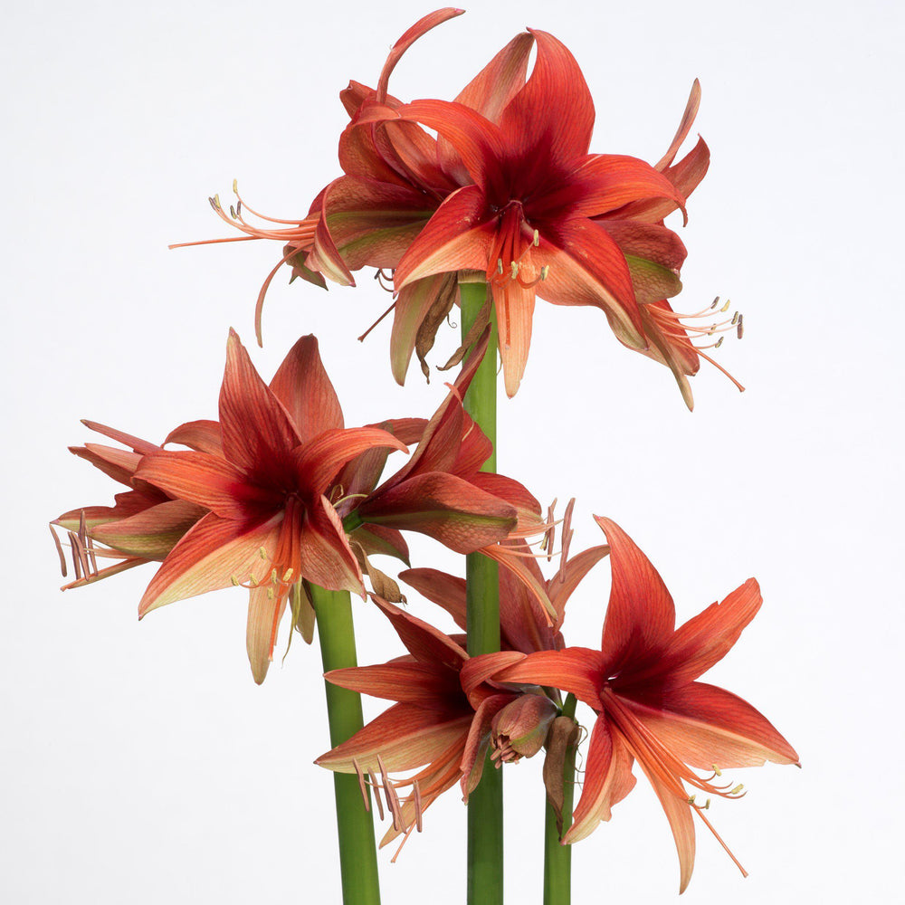 Amaryllis - Bogota: 1 Bulb