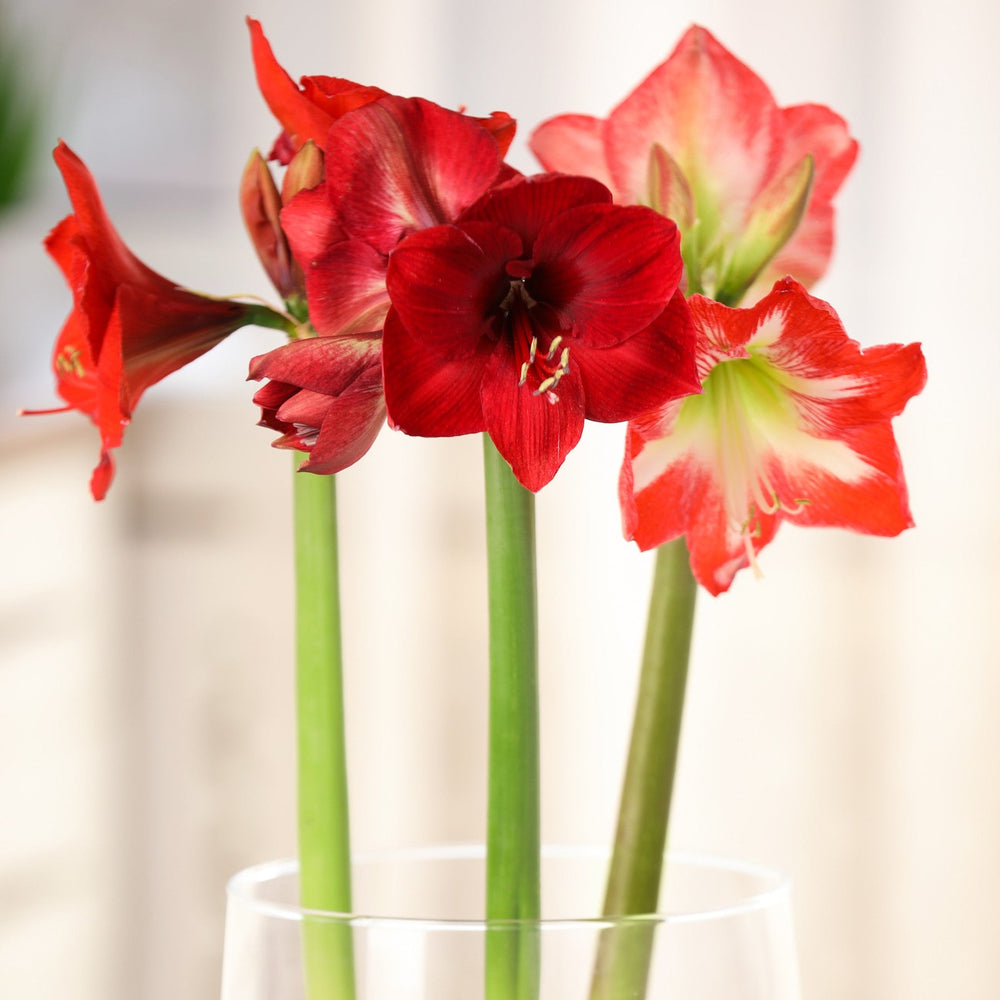 Amaryllis - Candy Cane Collection: 3 Bulbs