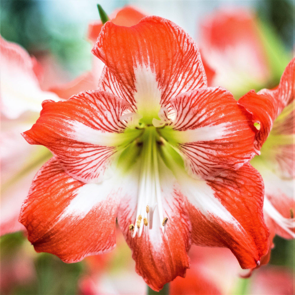 Amaryllis - Minerva: 1 Bulb