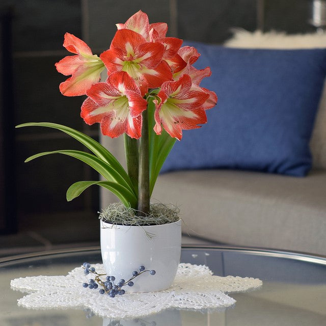 Amaryllis - Minerva in a Round Ceramic Planter