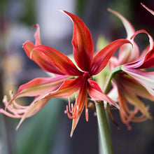 Amaryllis - Sumatra: 1 Bulb