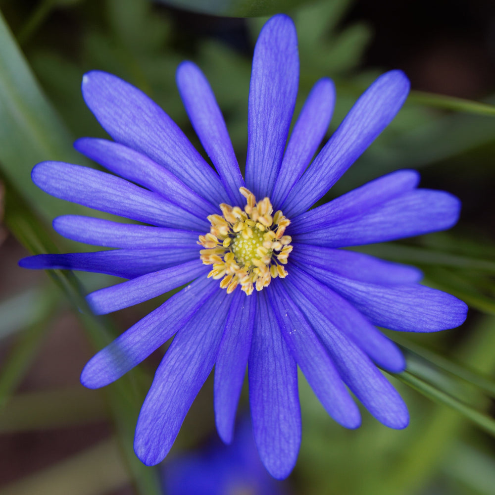 Anemone - Blanda Blue Shades: 20 Bulbs