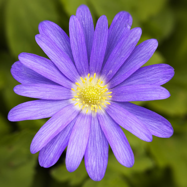 Anemone - Blanda Blue Shades: 20 Bulbs