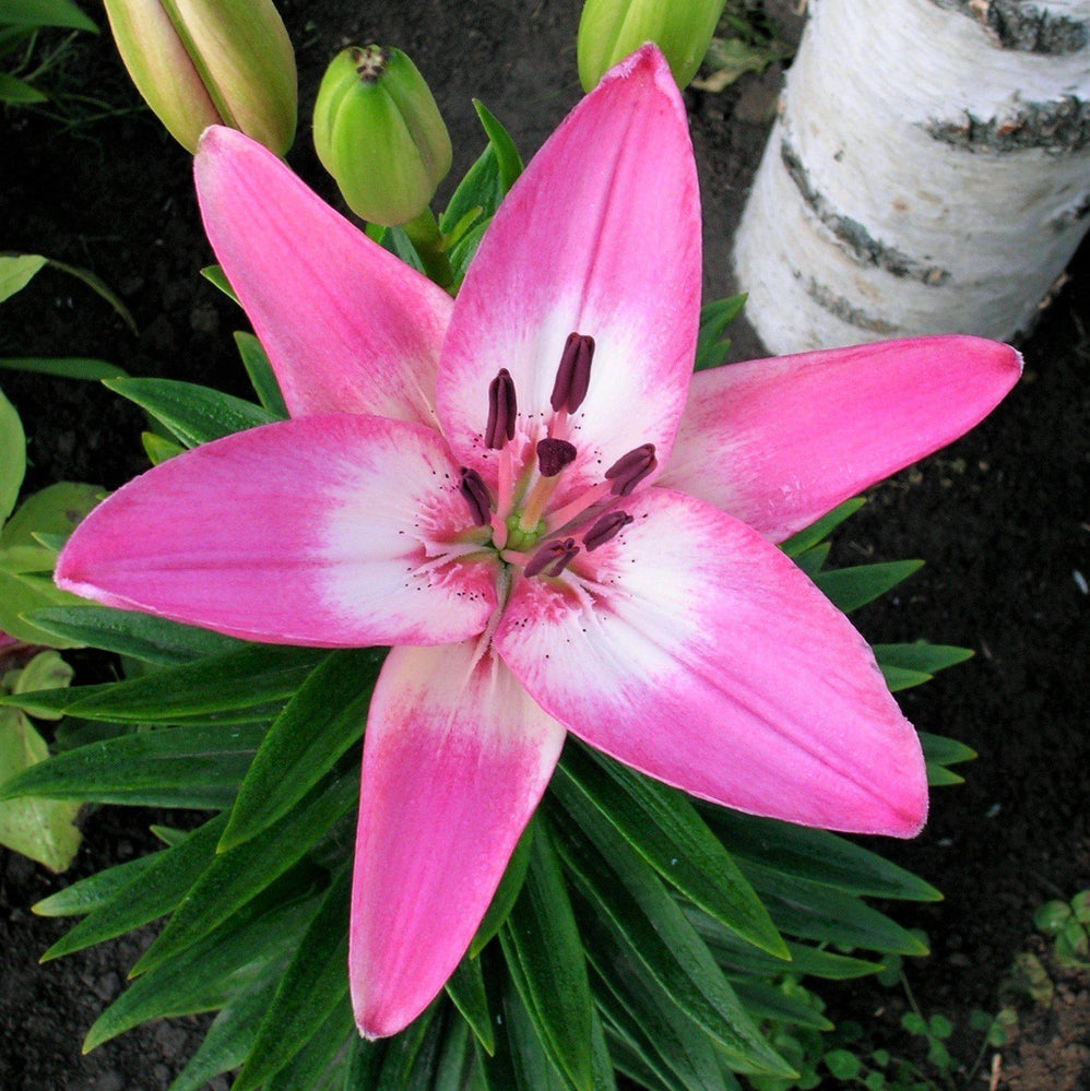Lilium - LA Hybrid Lily Arbatax (Fragrant): 3 bulbs