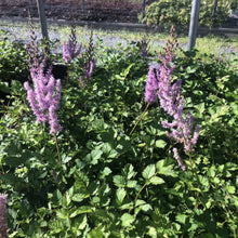 Astilbe chinensis Purple Candles 1Q