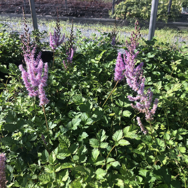 Astilbe chinensis Purple Candles 1Q