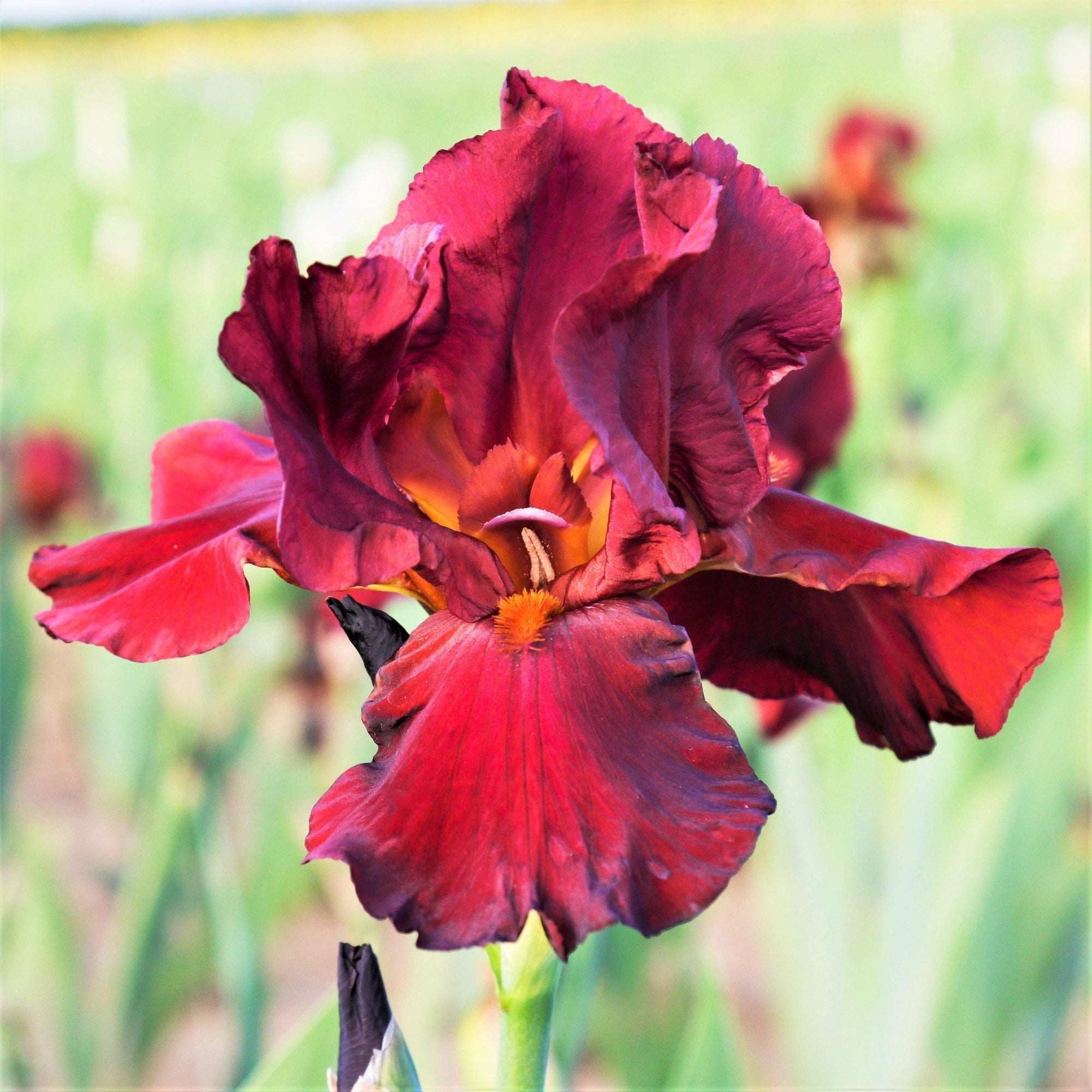 Bearded Iris - Califlora Bernice's Legacy (Reblooming)