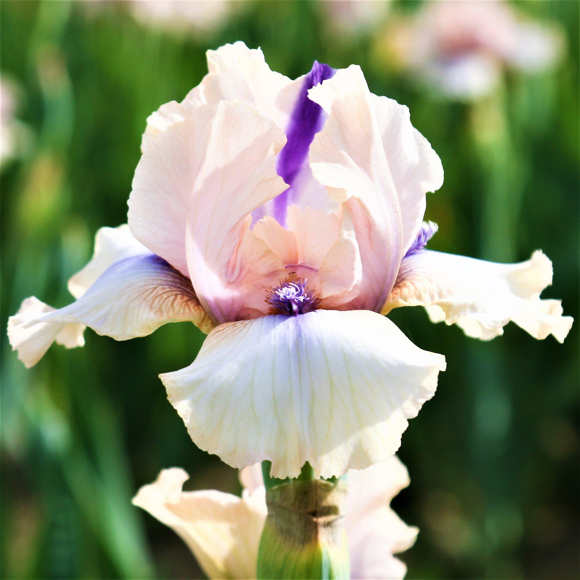 Bearded Iris - Califlora Concertina (Reblooming)