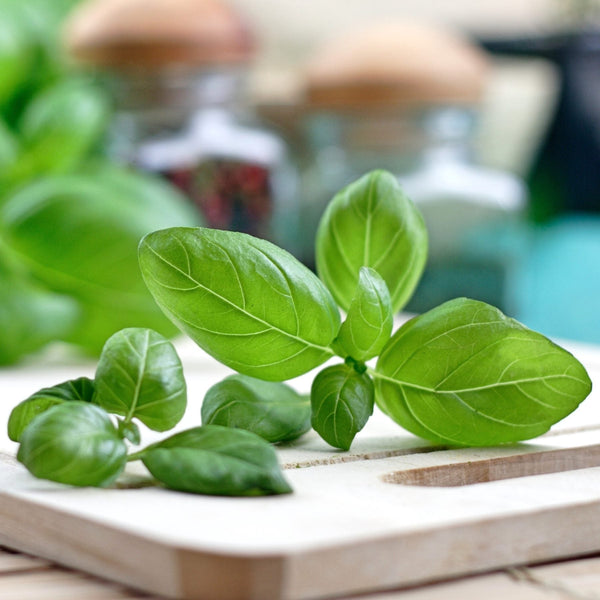 Basil Seed